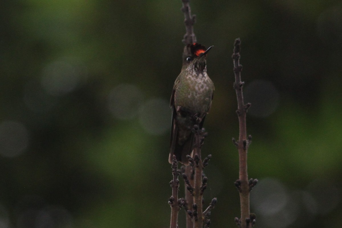 Green-backed Firecrown - ML83612141