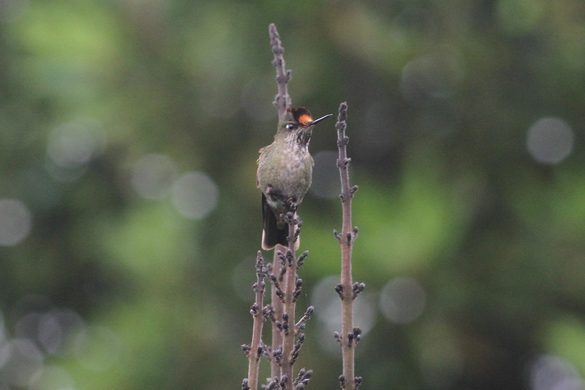 Green-backed Firecrown - ML83612171