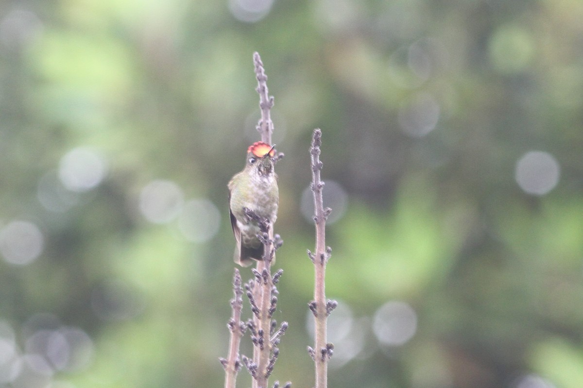 Green-backed Firecrown - ML83612181