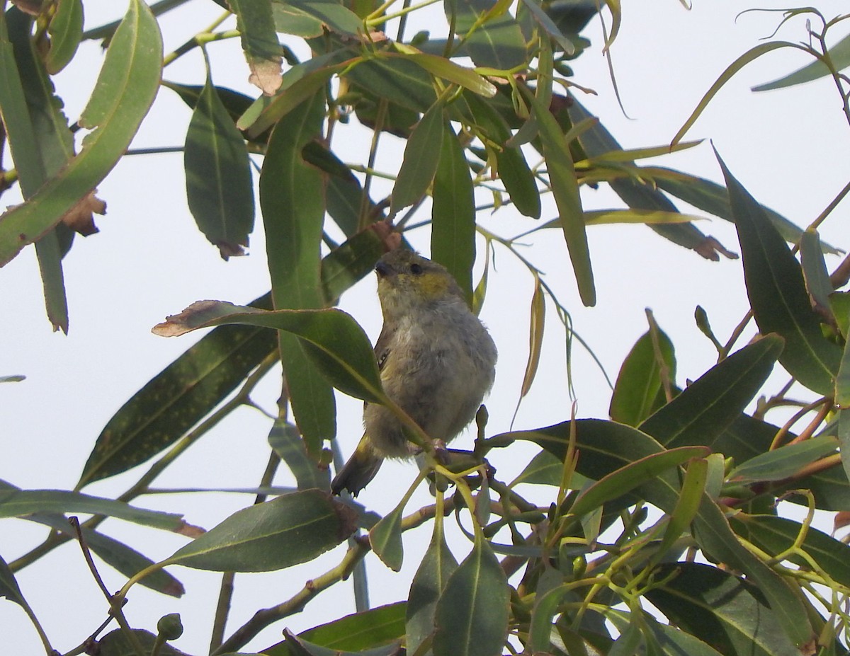 Forty-spotted Pardalote - Chris Burwell