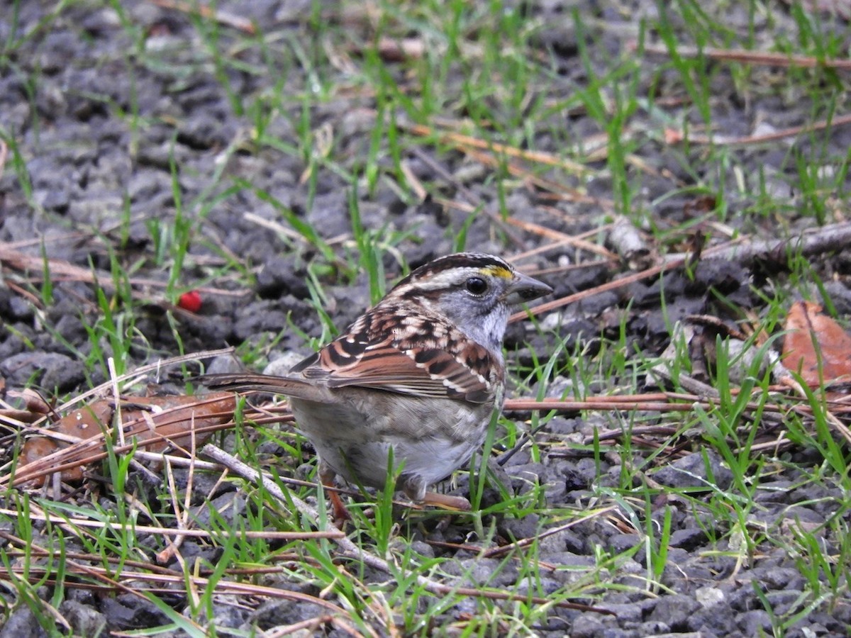 White-throated Sparrow - Takayuki Uchida