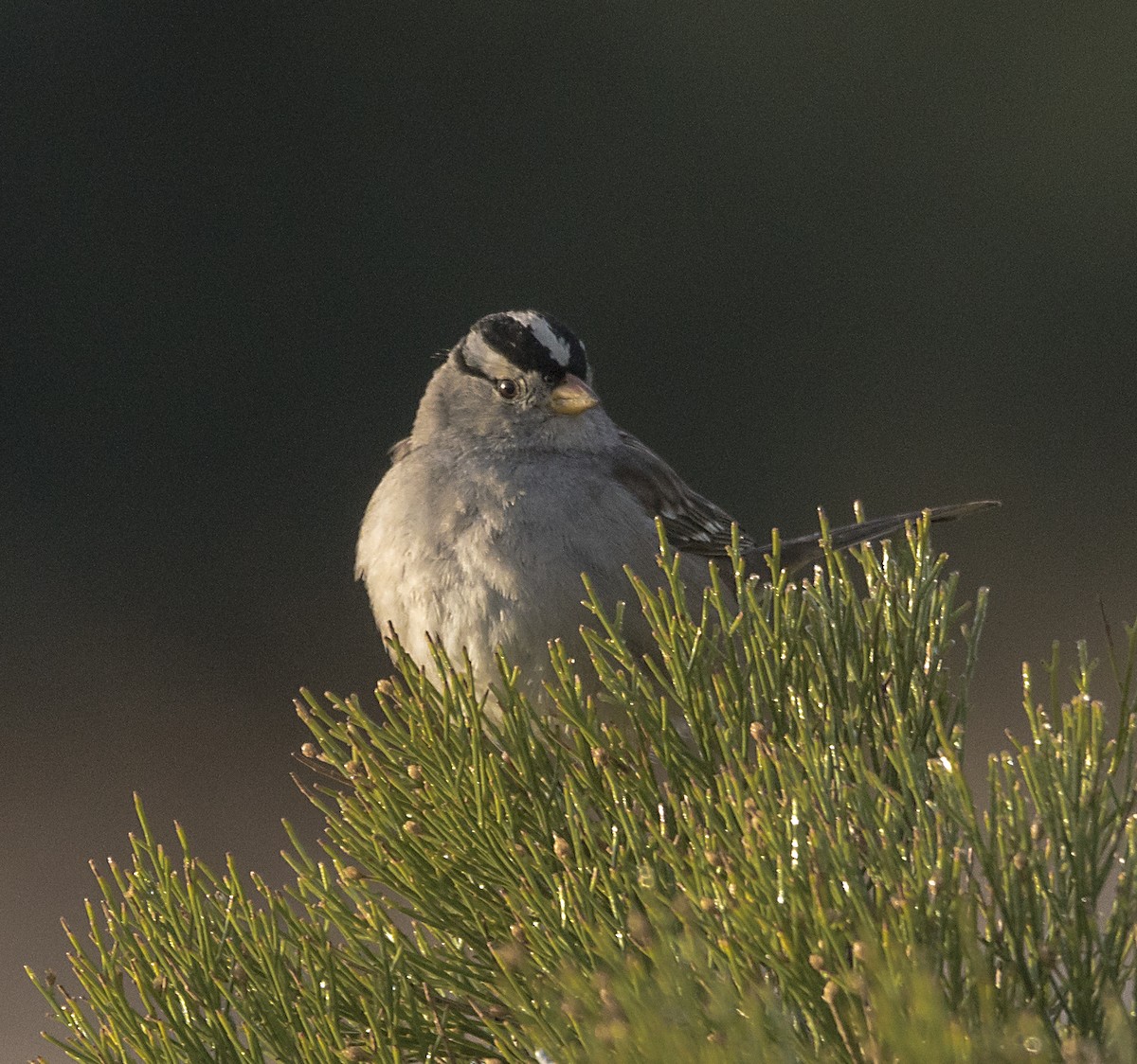 White-crowned Sparrow - ML83613891