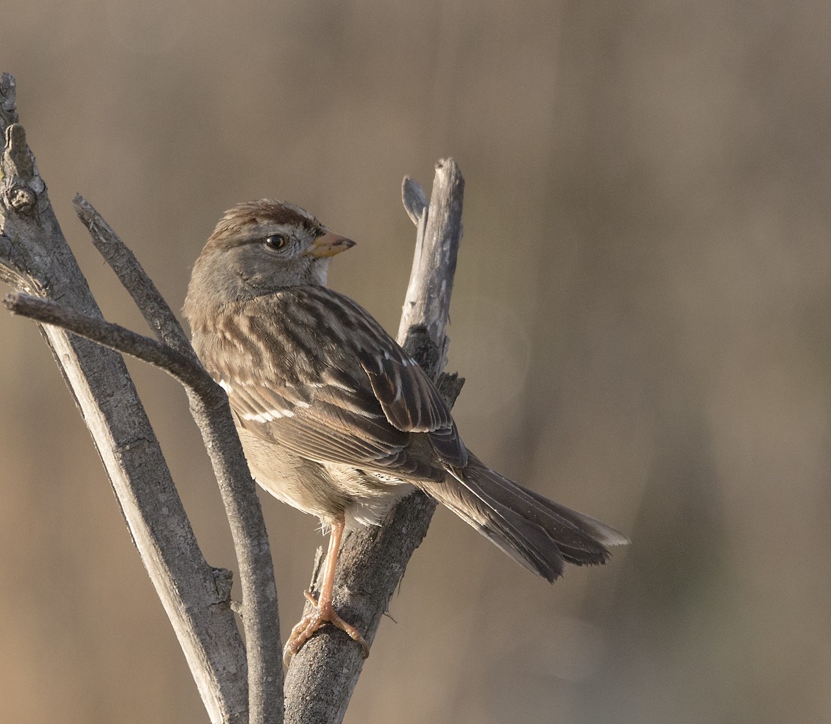 White-crowned Sparrow - ML83613951
