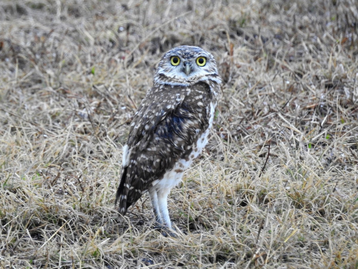 Burrowing Owl - ML83614821