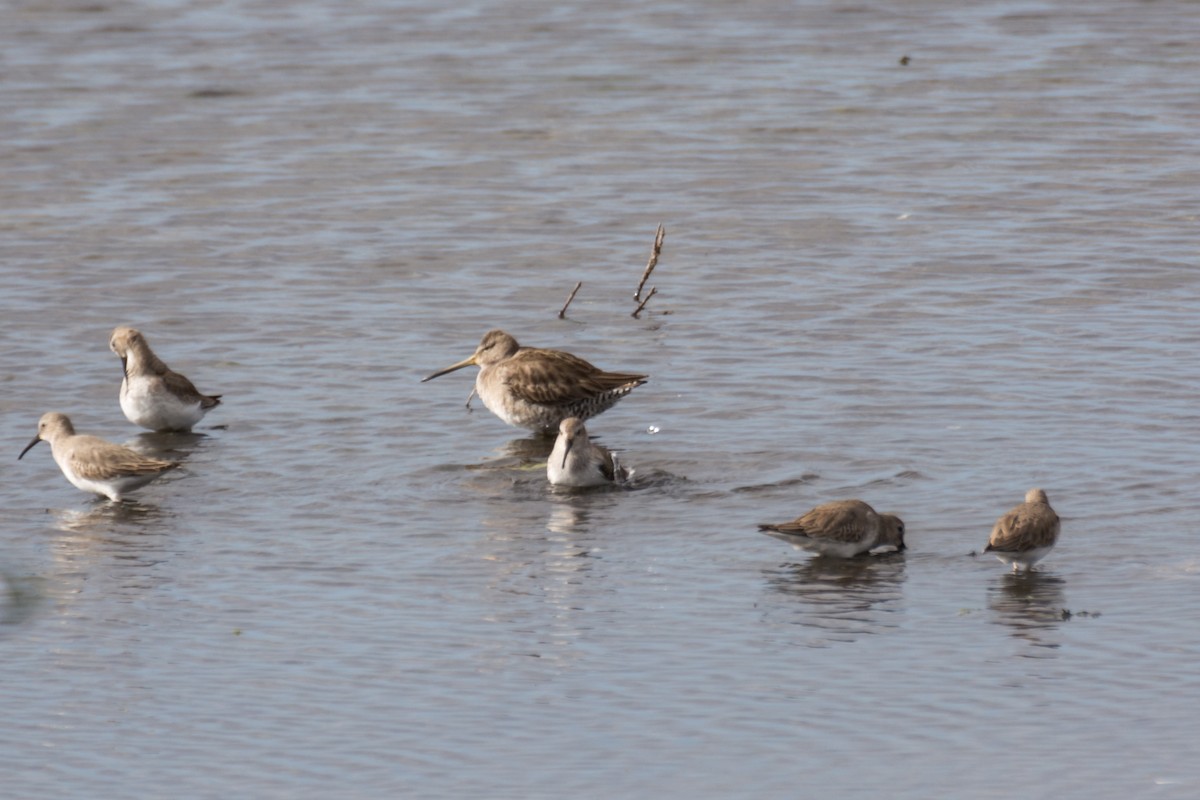 Long-billed Dowitcher - Camille Merrell