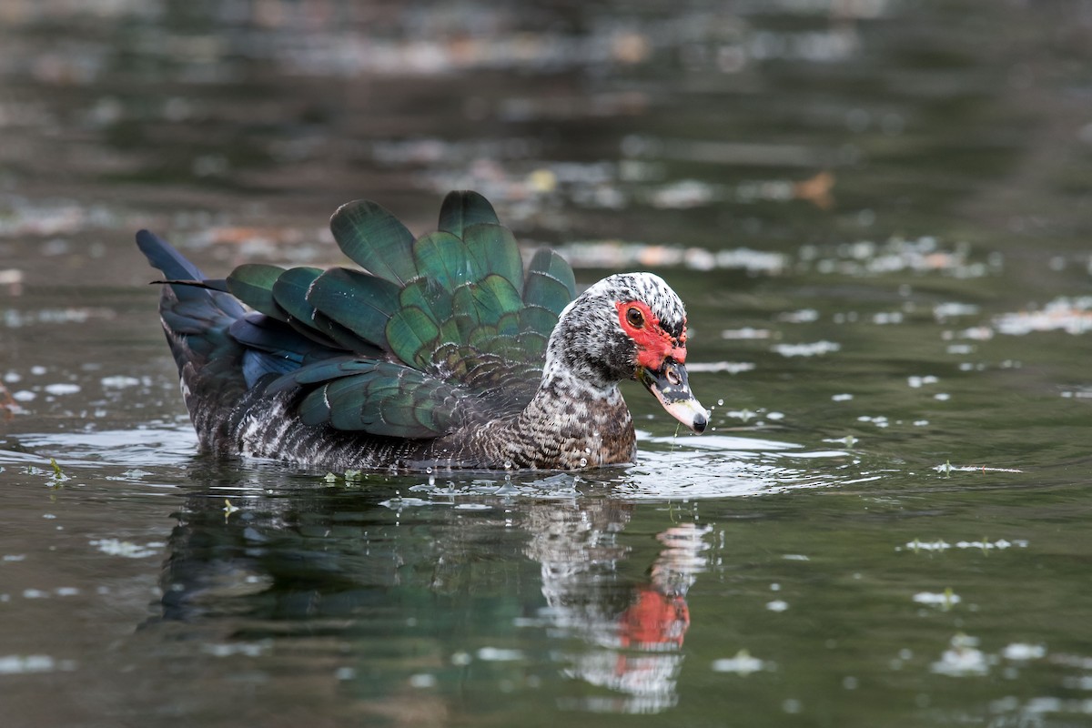 Muscovy Duck (Domestic type) - Melissa James