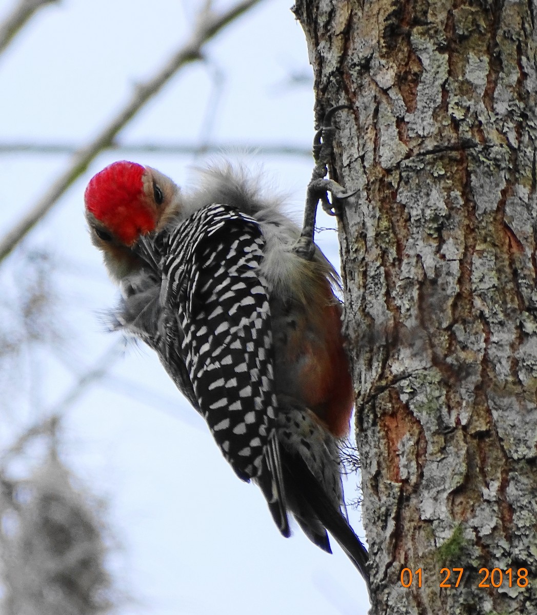 Red-bellied Woodpecker - Kathie Rosse