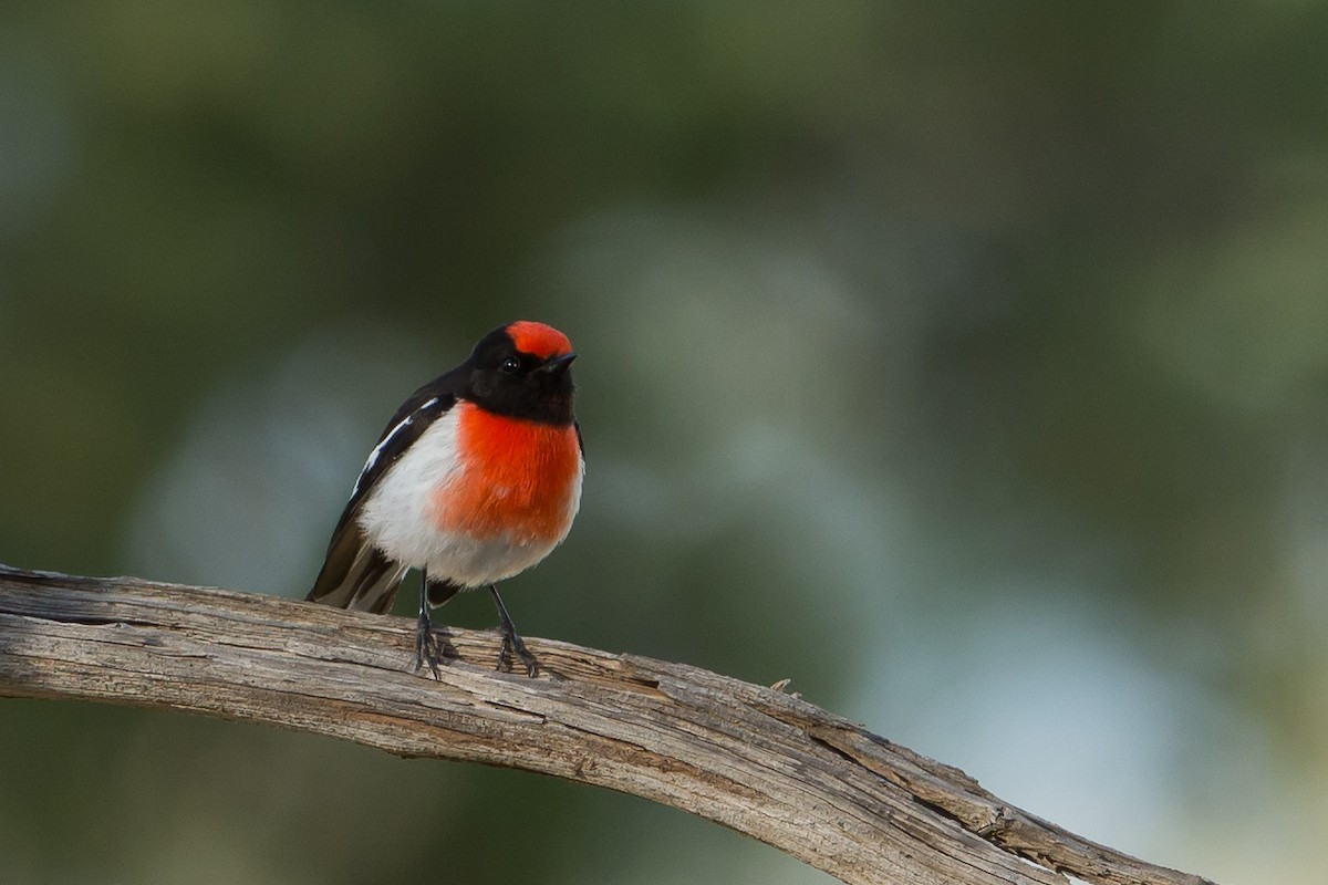 Red-capped Robin - ML83618191
