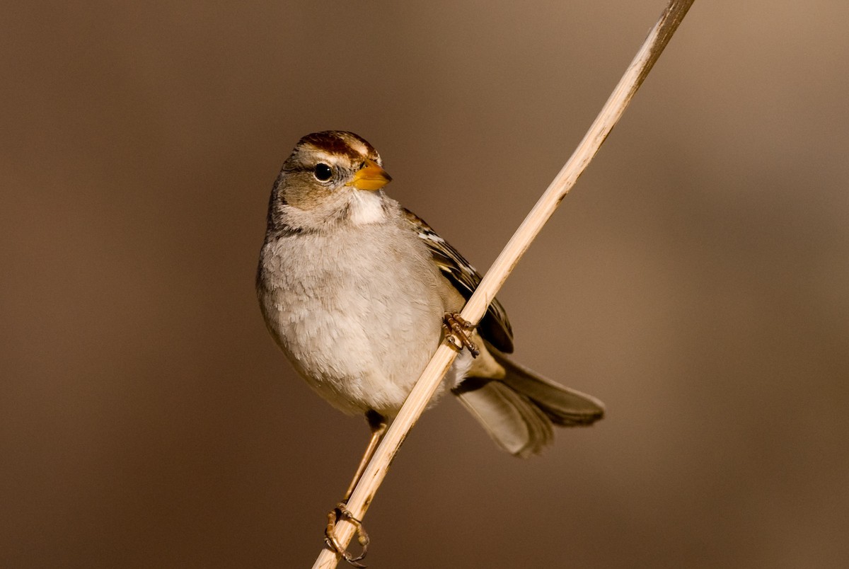 White-crowned Sparrow - ML83618761