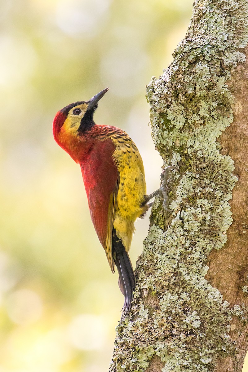 Crimson-mantled Woodpecker - ML83620191