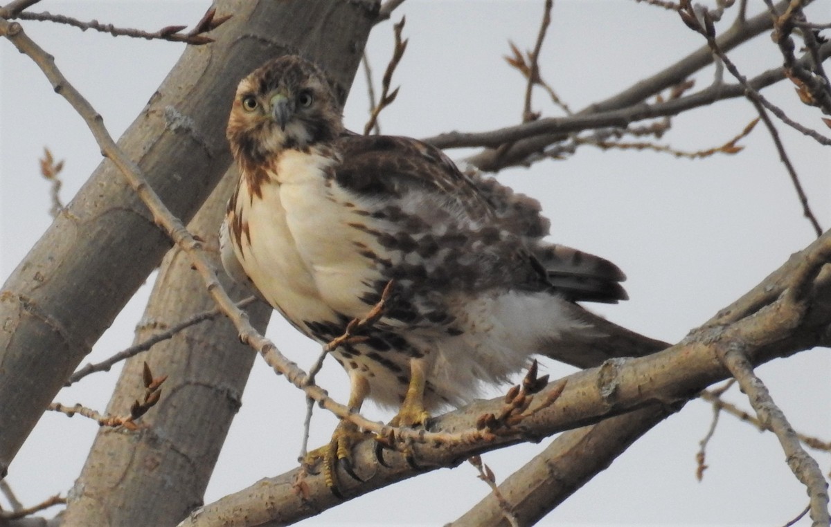 Red-tailed Hawk - ML83620801