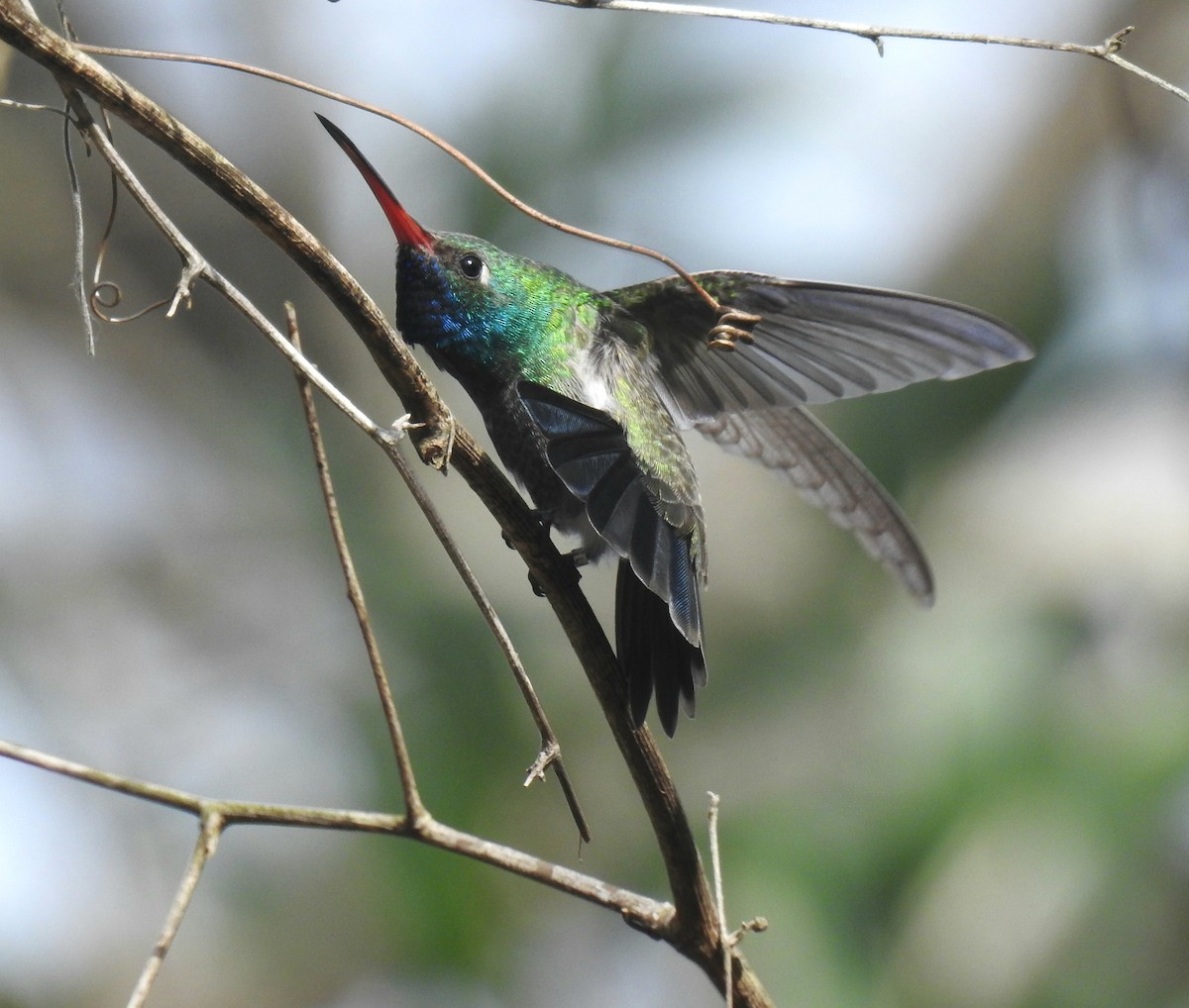 Broad-billed Hummingbird - deborah grimes