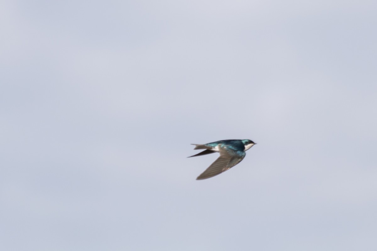 Tree Swallow - Camille Merrell