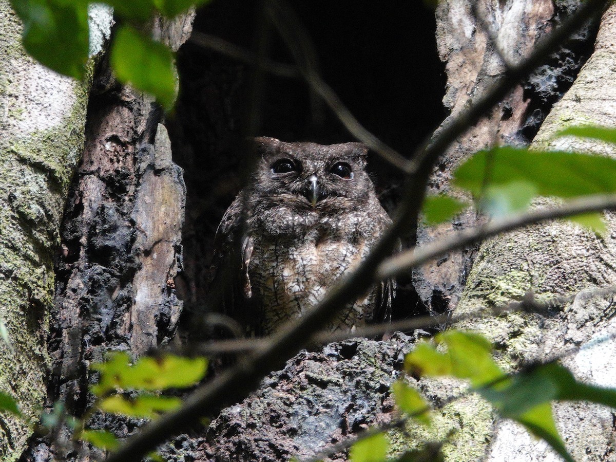 Tawny-bellied Screech-Owl - Nancy Cox