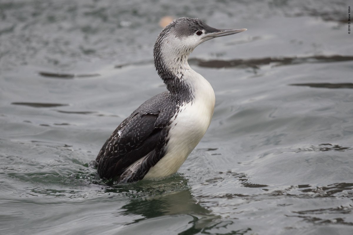 Red-throated Loon - D. Bruce Yolton
