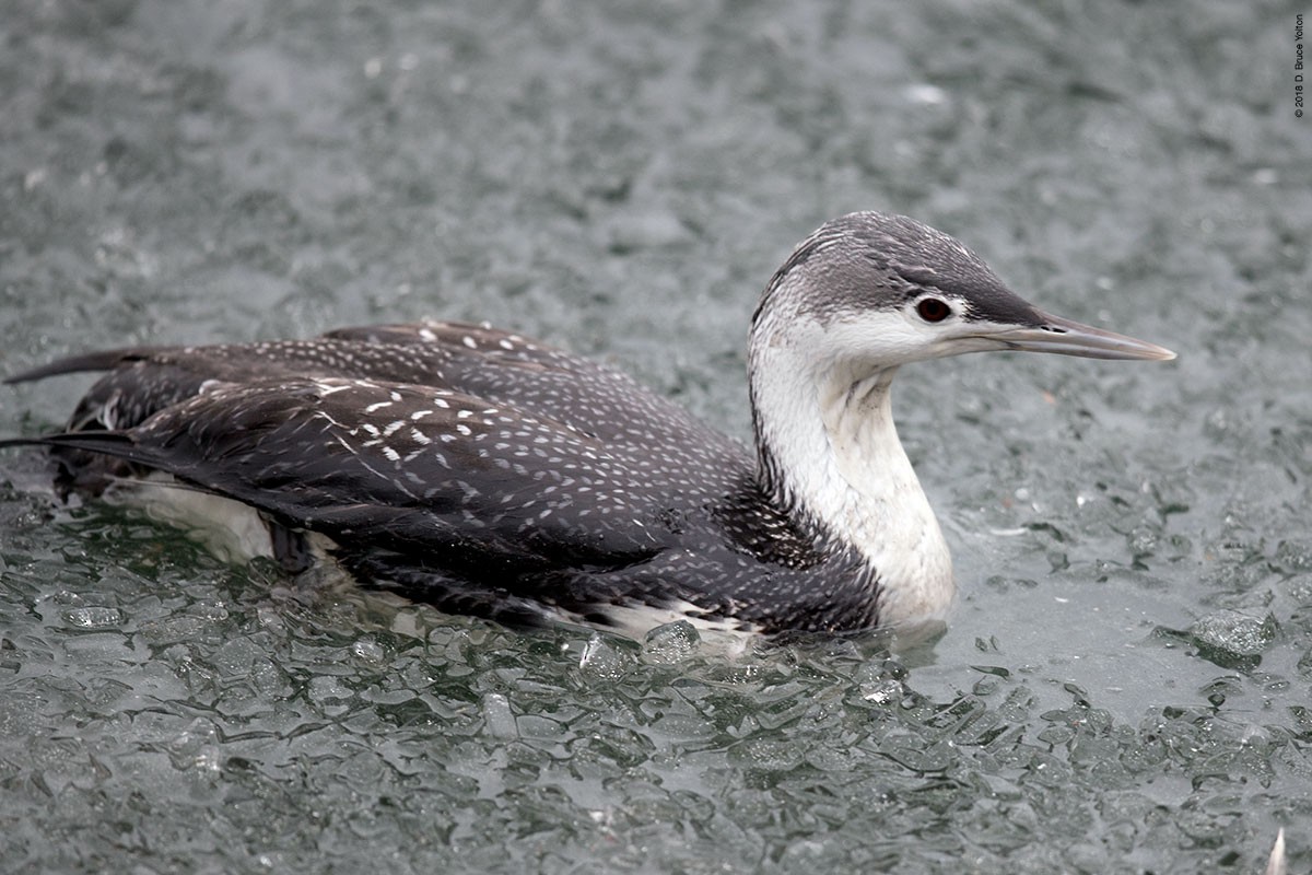 Red-throated Loon - D. Bruce Yolton