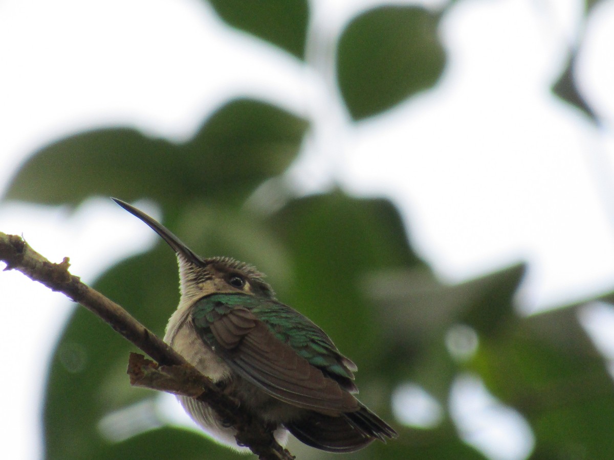 Wedge-tailed Sabrewing (Curve-winged) - ML83626611