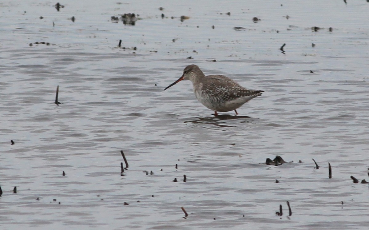 Spotted Redshank - ML83629111