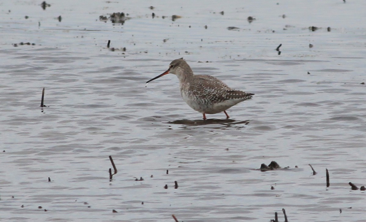 Spotted Redshank - ML83629151