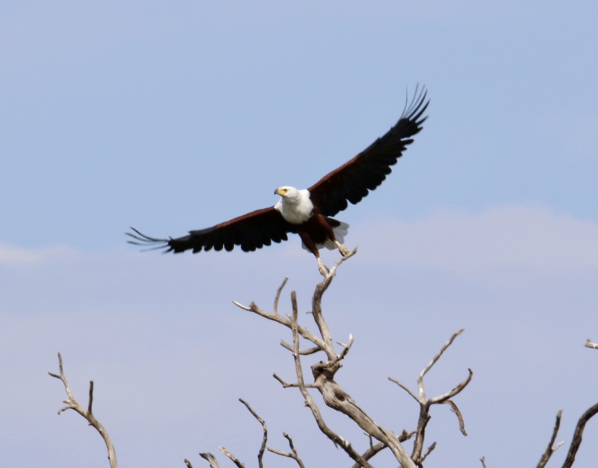 African Fish-Eagle - ML83630491