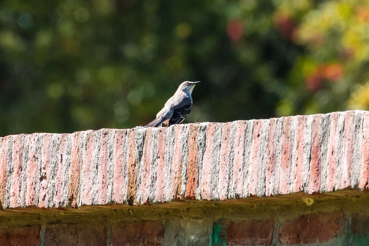 Tropical Mockingbird (Southern) - graichen & recer