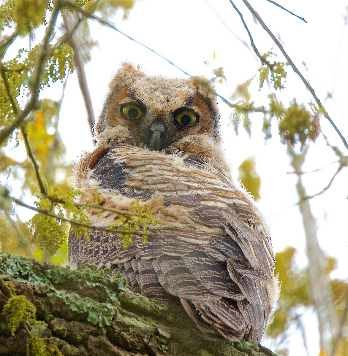 Great Horned Owl - Harlan Stewart