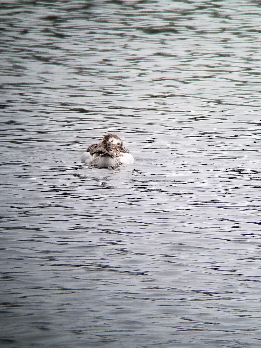 Long-tailed Duck - ML83641361