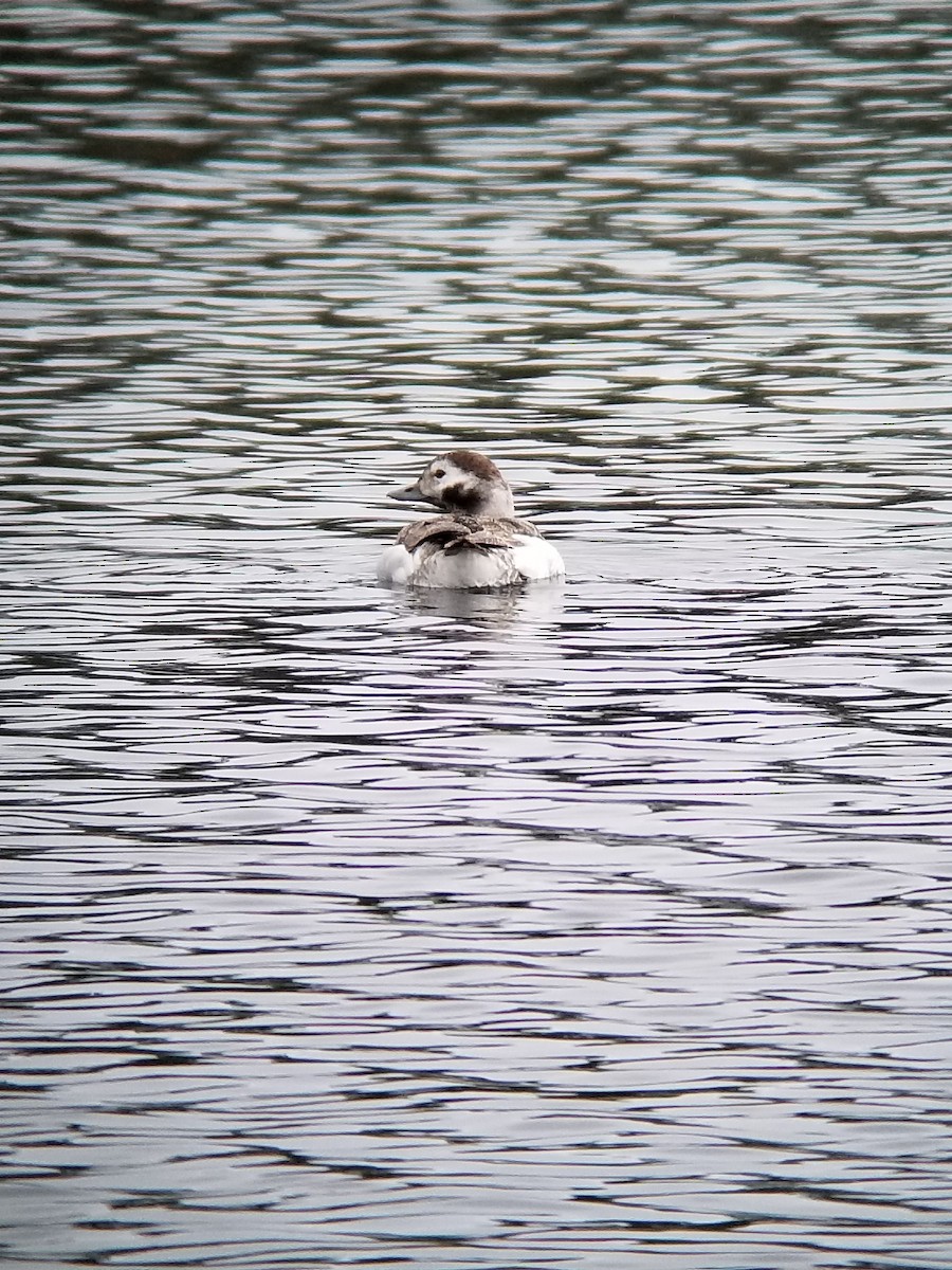 Long-tailed Duck - ML83641401