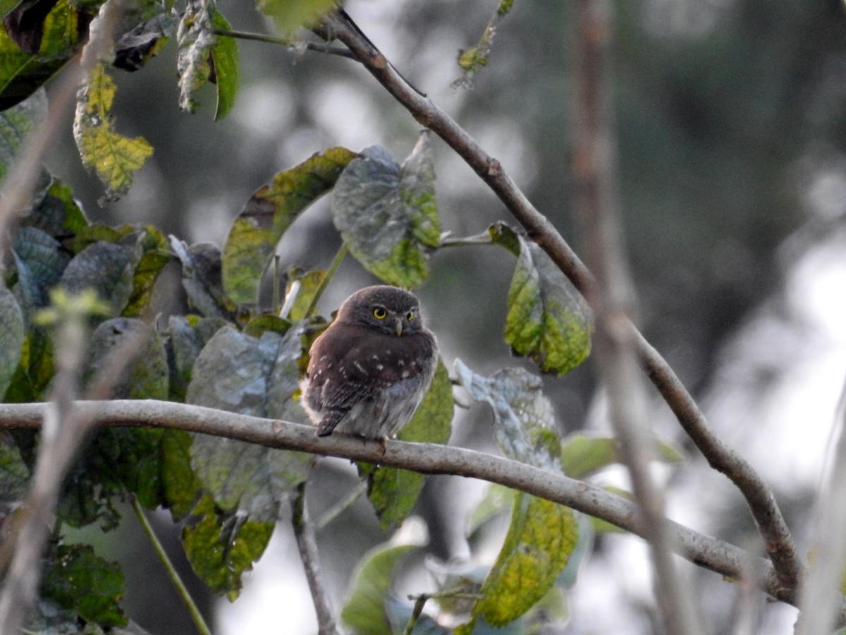 Ferruginous Pygmy-Owl - ML83642111