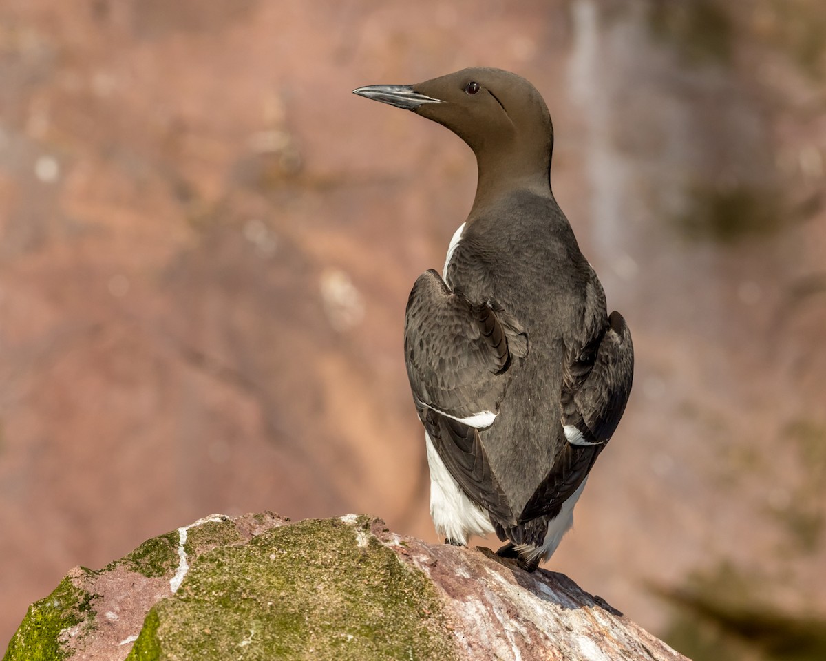 Common Murre - Kyle Blaney