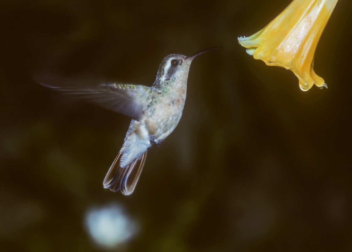 Xantus's Hummingbird - Dan Brown