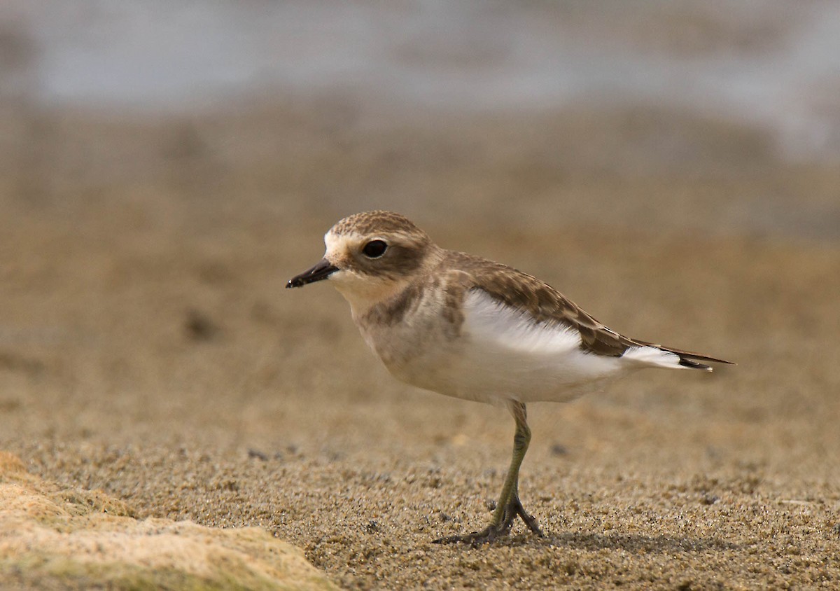 Double-banded Plover - Martin & Penny Potter