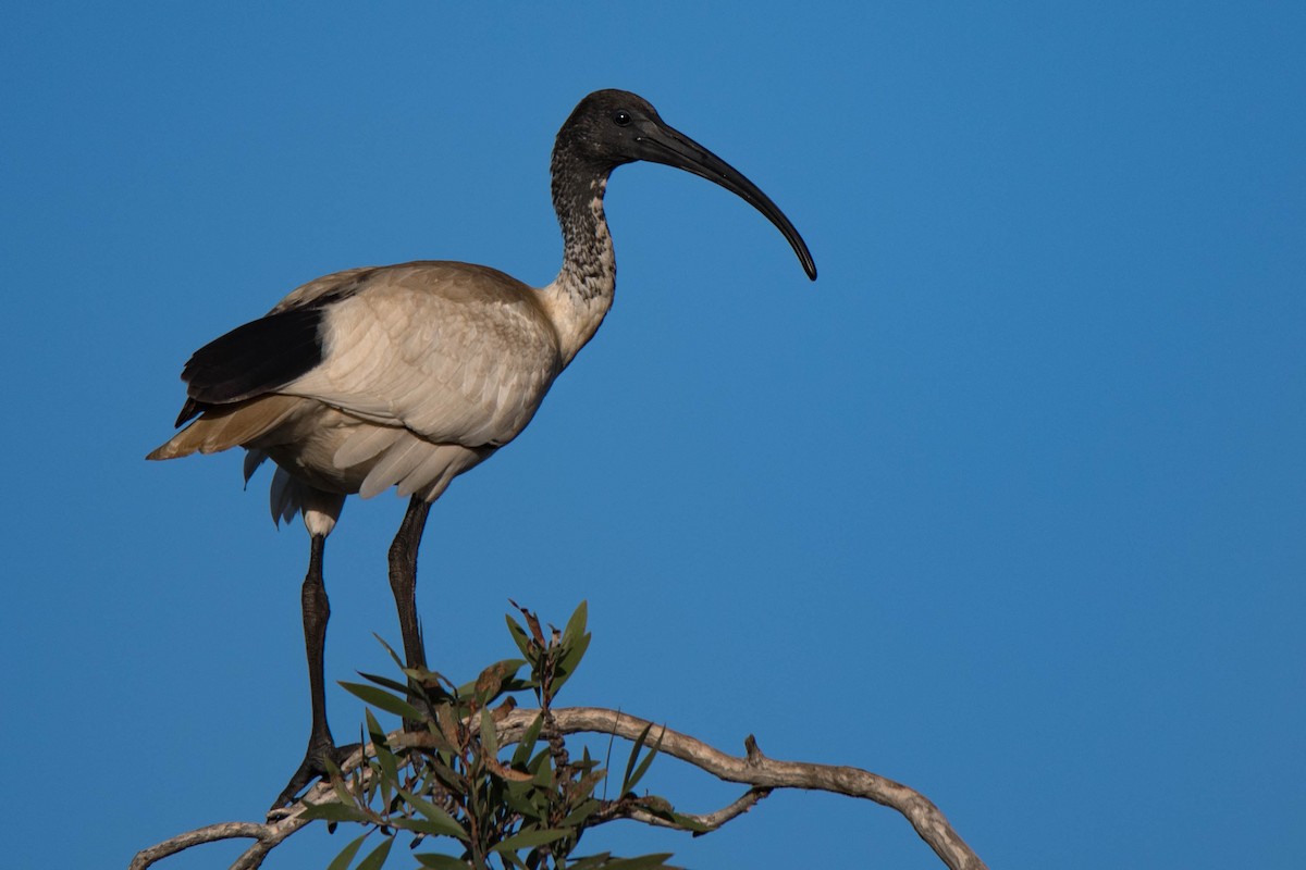 ibis australský - ML83652351
