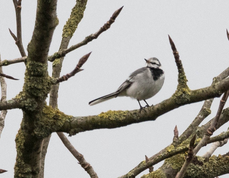 White Wagtail - Bill Potter