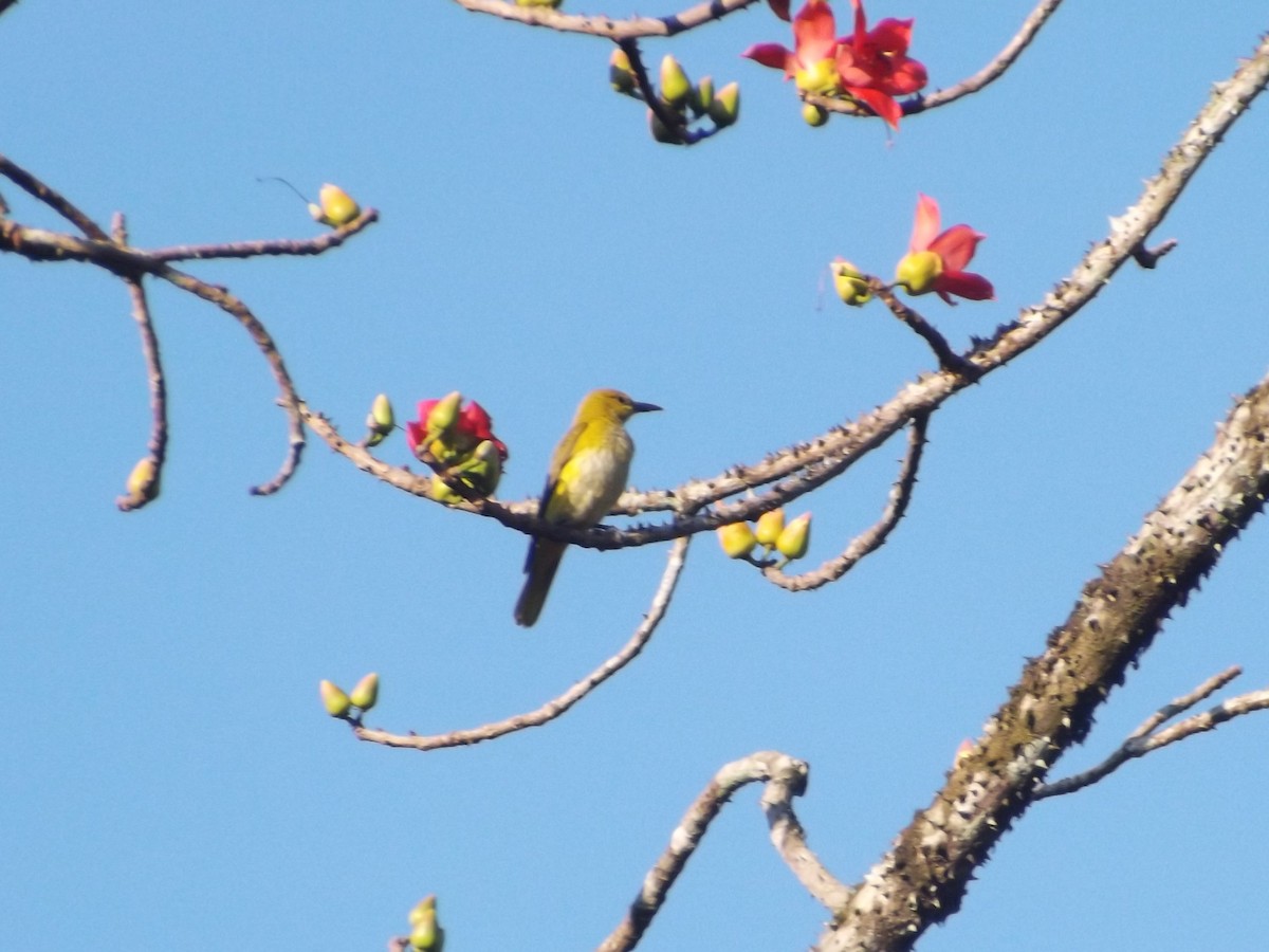 Indian Golden Oriole - ML83655611