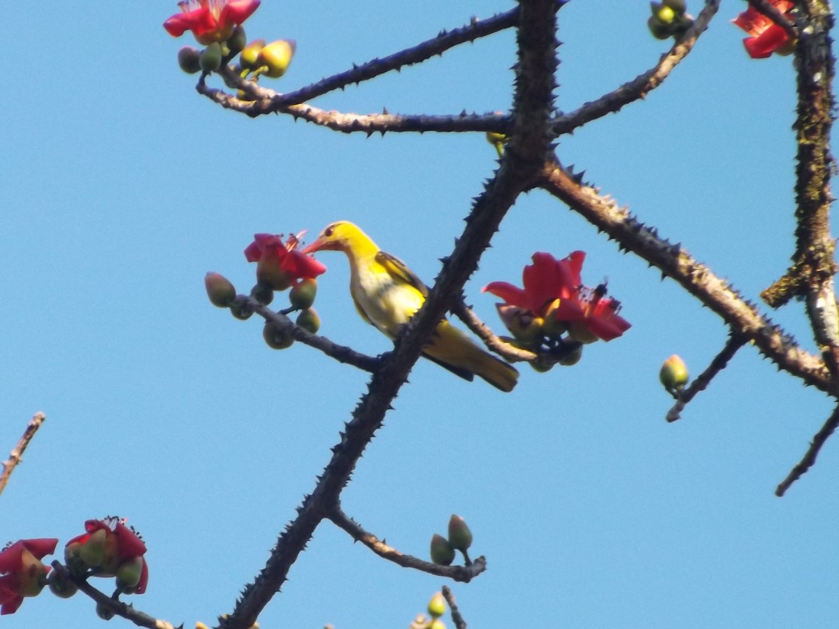 Indian Golden Oriole - ML83655621