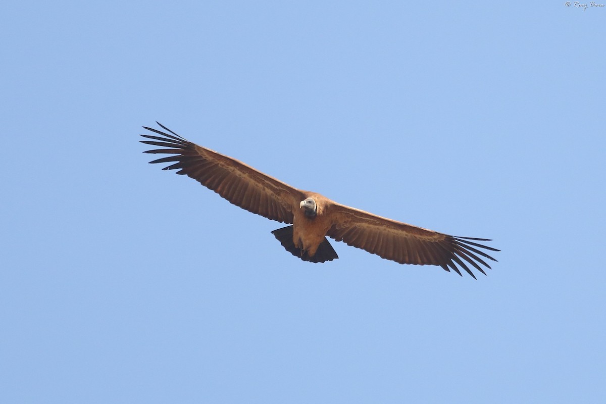 Indian Vulture - Raaj  Bora
