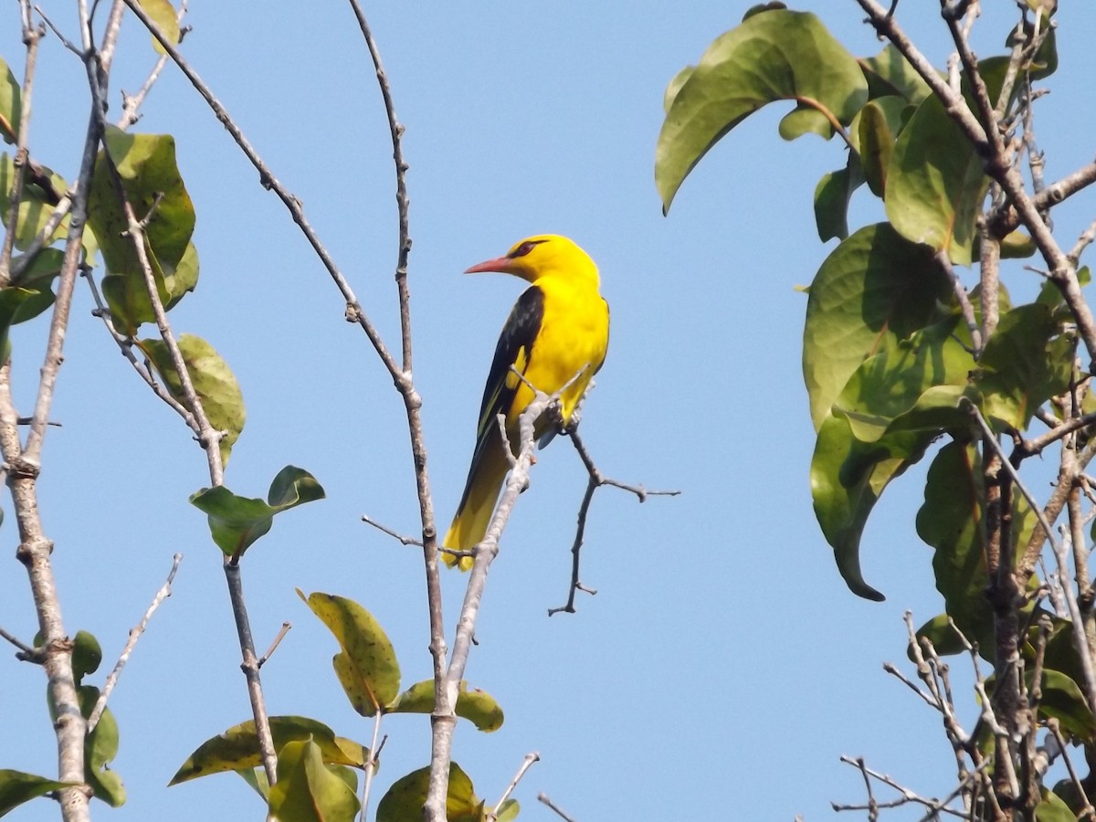 Indian Golden Oriole - ML83659021