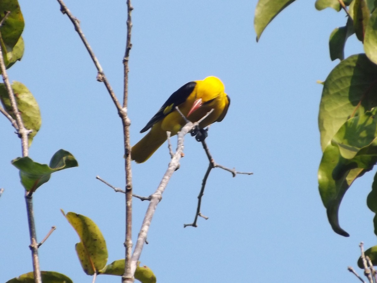 Indian Golden Oriole - ML83659031