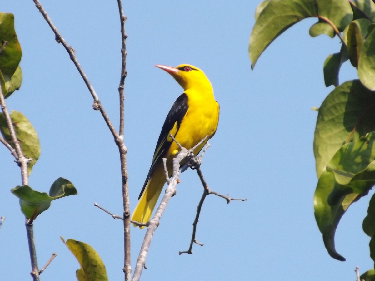 Indian Golden Oriole - ML83659041