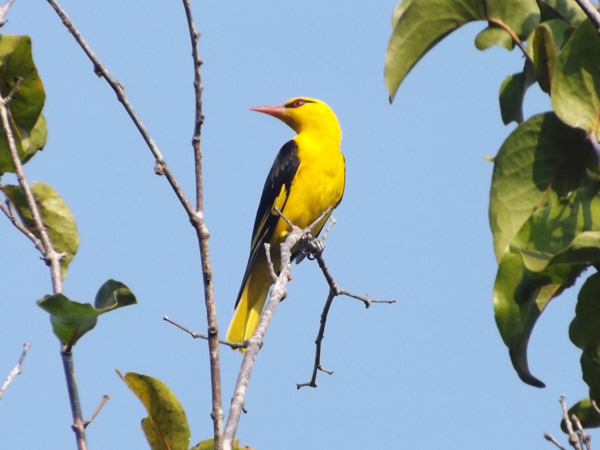 Indian Golden Oriole - ML83659051