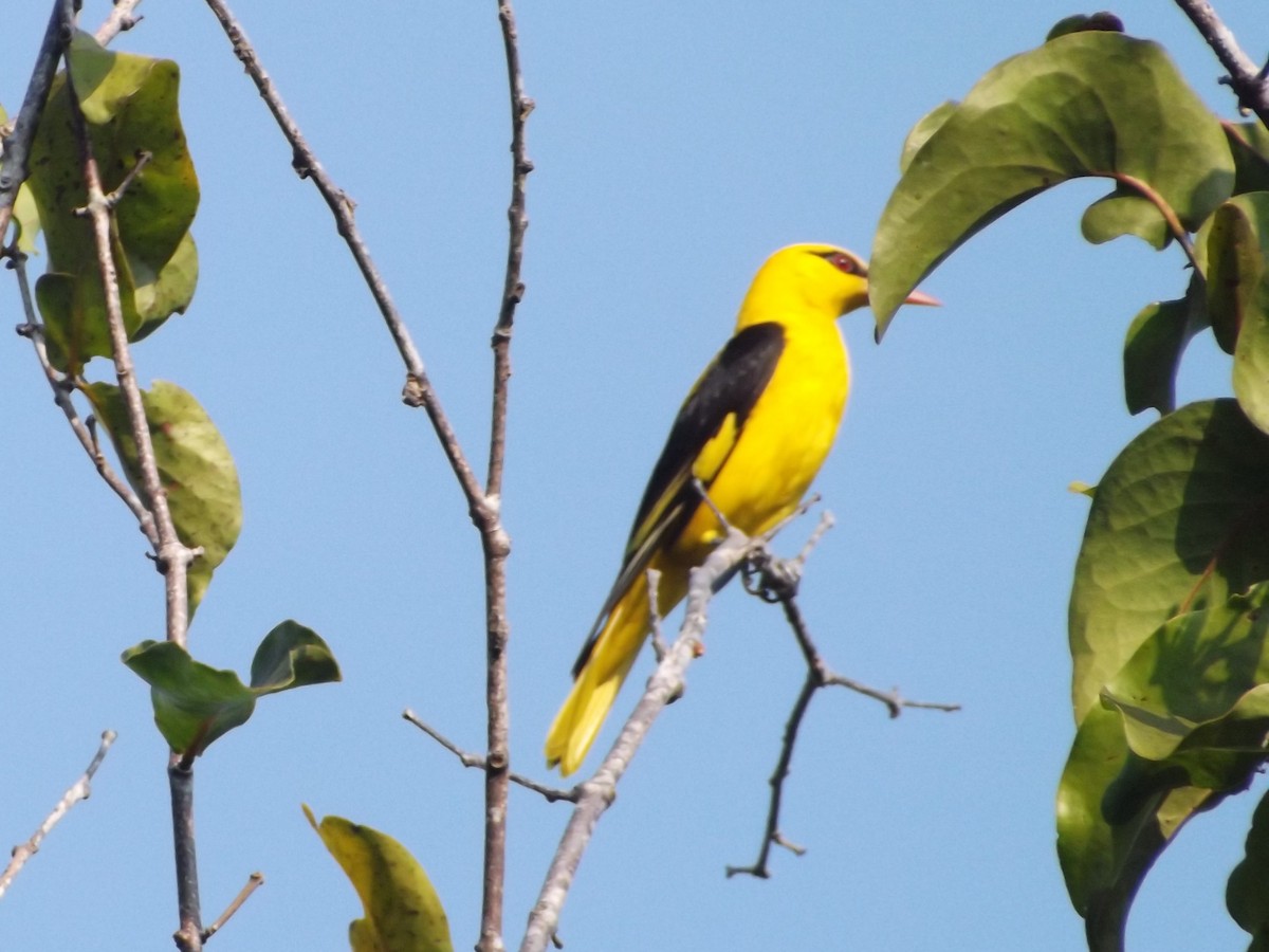 Indian Golden Oriole - ML83659071