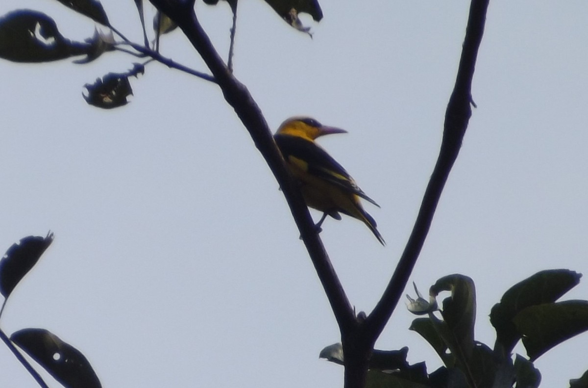 Indian Golden Oriole - ML83659331
