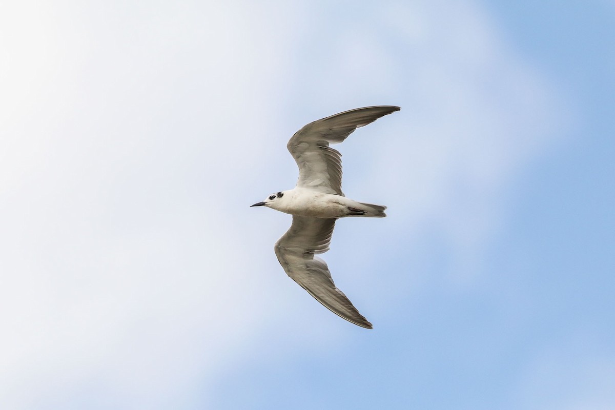 White-winged Tern - Ged Tranter