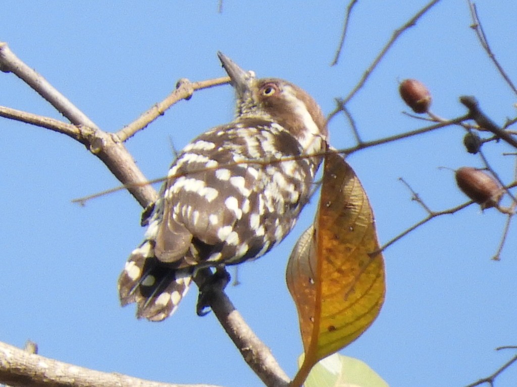 Brown-capped Pygmy Woodpecker - Ikshan Ganpathi