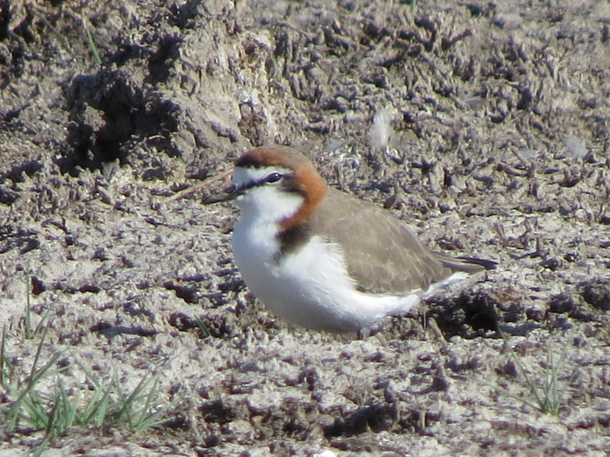 Red-capped Plover - ML83659971