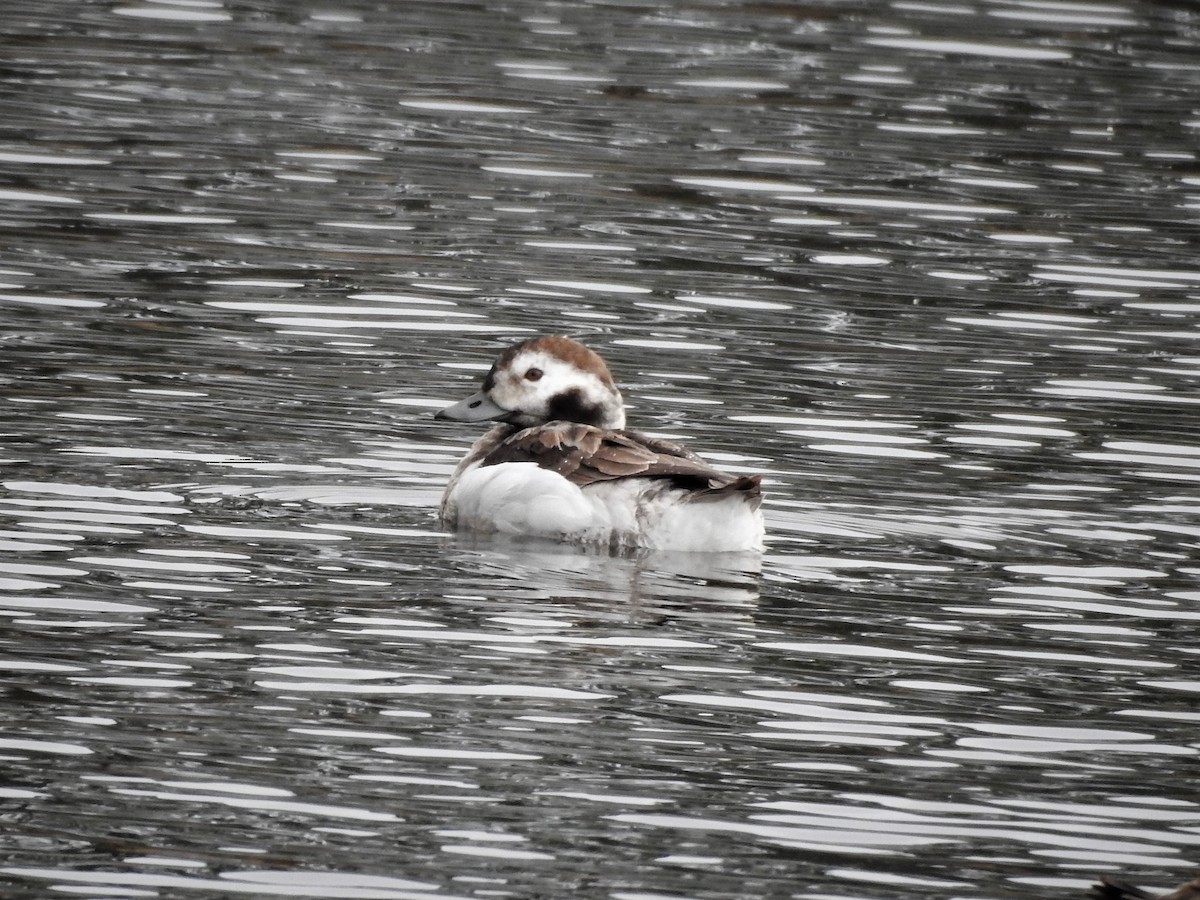 Long-tailed Duck - ML83661461