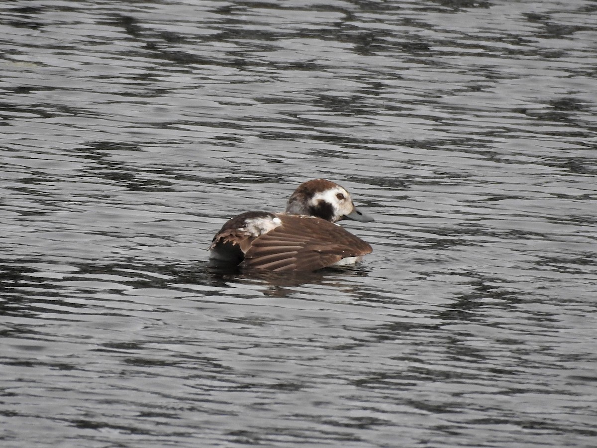 Long-tailed Duck - David W Foster