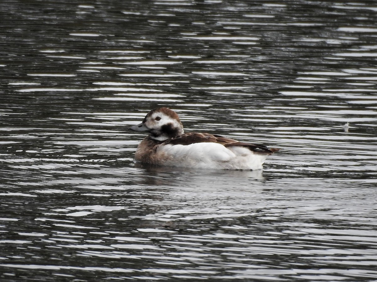 Long-tailed Duck - ML83661481