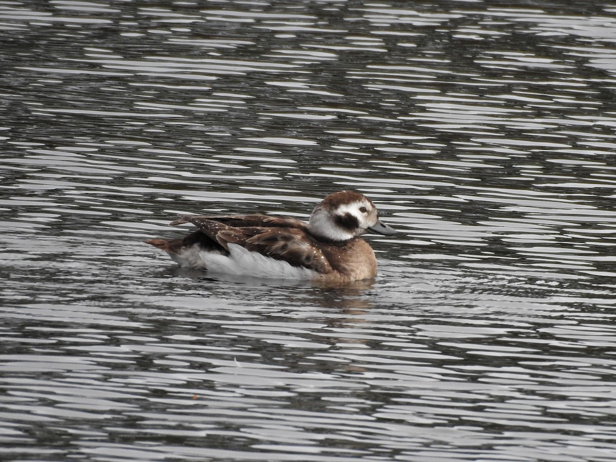 Long-tailed Duck - ML83661491